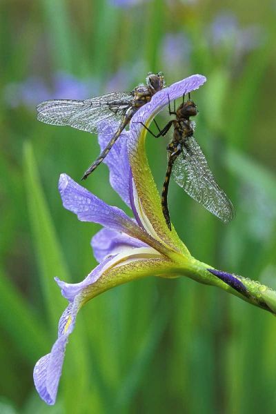 USA, Pennsylvania Two dragonflies on iris flower